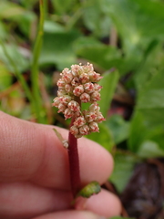 Leptarrhena pyrolifolia