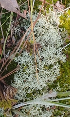 Cladonia subtenuis