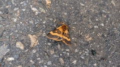 Lemonia dumi