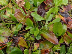 Leptarrhena pyrolifolia