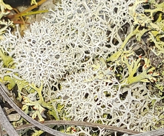 Cladonia subtenuis