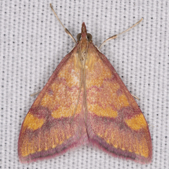 Pyrausta perrubralis