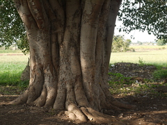 Ficus religiosa