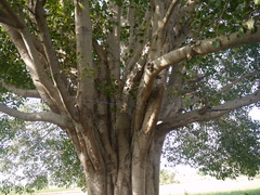 Ficus religiosa