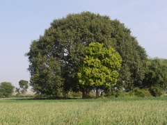 Ficus religiosa