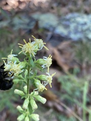 Solidago erecta