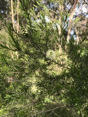 Melaleuca ericifolia