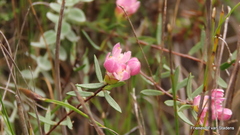 Lachnaea burchellii