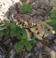 Pelargonium lobatum