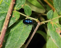 Chrysomelidae