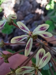 Pelargonium lobatum
