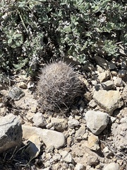Coryphantha echinus