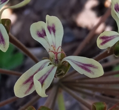 Pelargonium lobatum