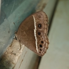 Mycalesis mineus