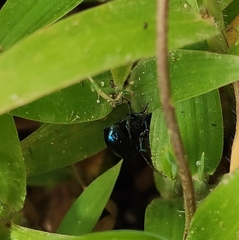 Chrysomelidae