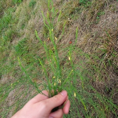 Asparagus officinalis