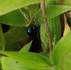 Chrysomelidae