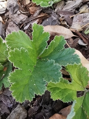 Pelargonium lobatum