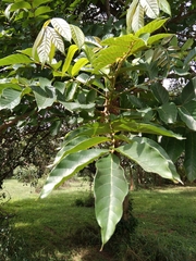 Ailanthus excelsa