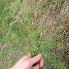 Asparagus officinalis