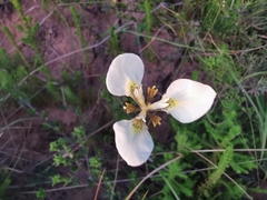 Moraea tricuspidata