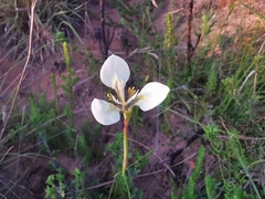Moraea tricuspidata