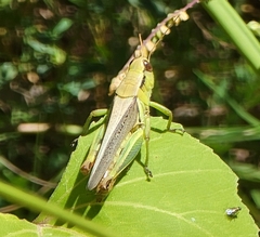 Melanoplus yarrowii