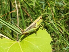 Melanoplus yarrowii