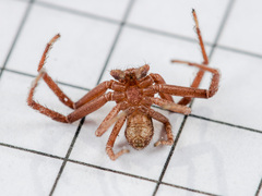 Xysticus kuzgi
