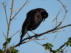 Molothrus oryzivorus