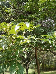 Ailanthus excelsa