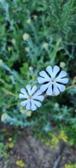 Silene undulata