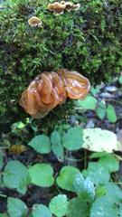 Phaeotremella foliacea