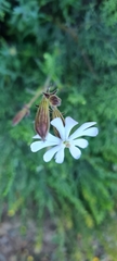 Silene undulata
