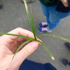 Carex hirta