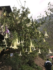 Brugmansia