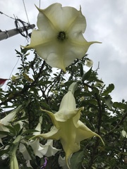 Brugmansia