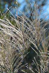 Miscanthus sinensis