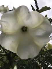 Brugmansia