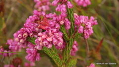 Erica cubica