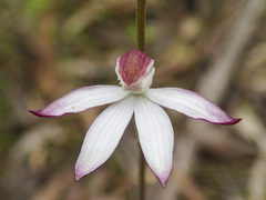 Caladenia moschata