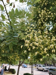 Styphnolobium japonicum