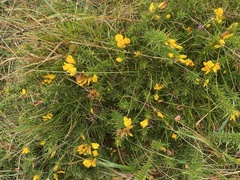 Ulex