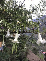 Brugmansia