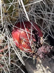 Echinocereus stramineus