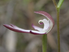 Caladenia moschata