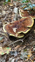 Phaeolus schweinitzii