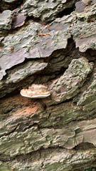 Rhodofomes cajanderi