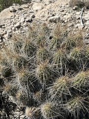 Echinocereus stramineus