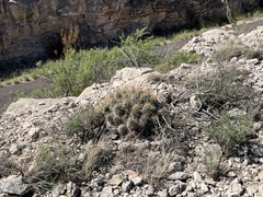 Echinocereus stramineus